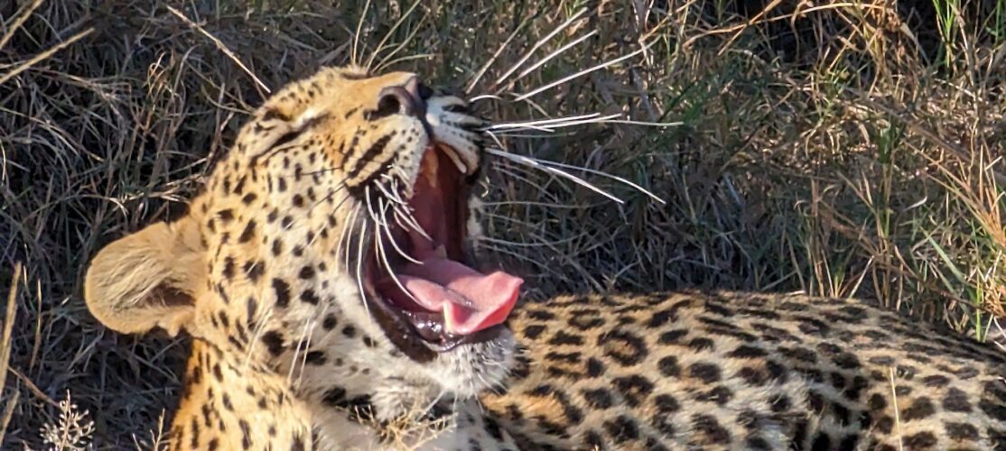 Bev Gait Solo traveller Botswana Victoria Falls leopard yawn