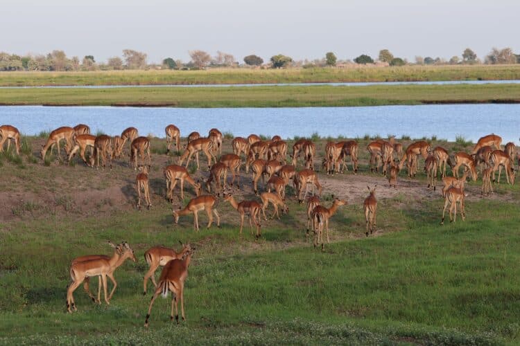 Wilson Family safari holiday Botswana