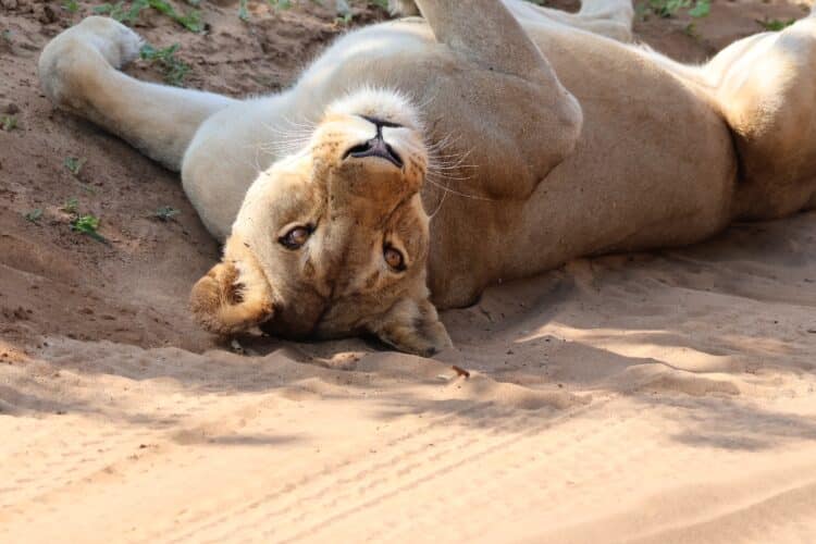 Wilson Family safari holiday Botswana