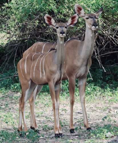 Wilson Family safari holiday Botswana