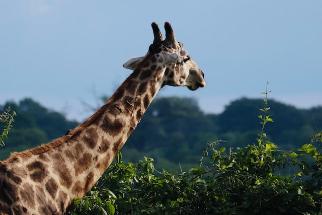 Wilson family accessible holiday Botswana safari