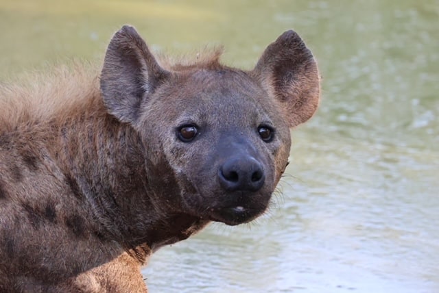 Wilson family accessible holiday Botswana safari