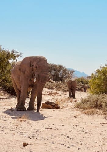 Damaraland elephant tracking