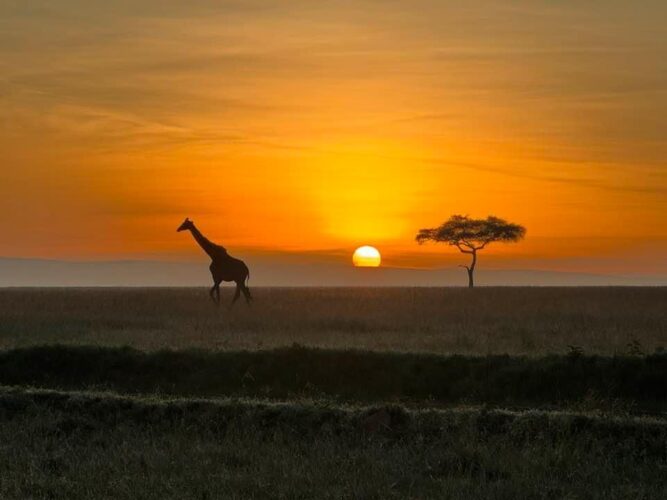 Goodwin Family Kenya safari