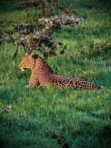 Goodwin Family Kenya safari