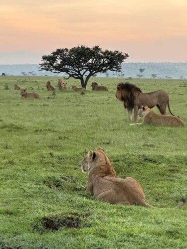 Goodwin Family Kenya safari