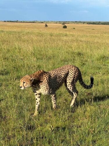 Goodwin Family Kenya safari