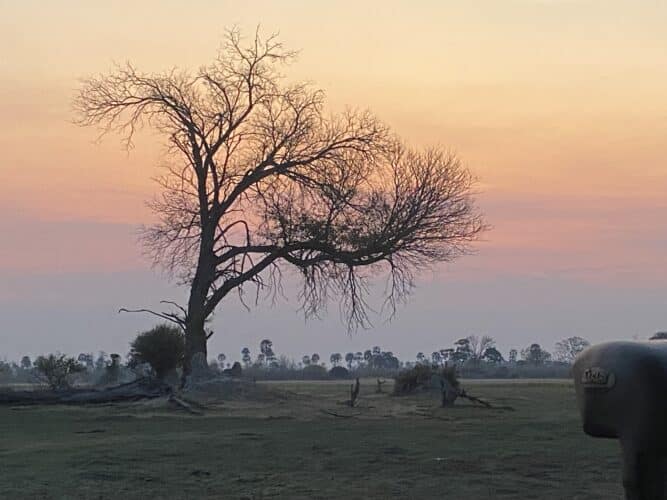 lions Connor couple 2023 Bucketlist safari for 60 plus couple in 2023 review ginny wrote