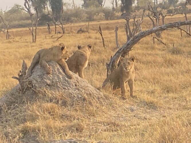 lions Connor couple 2023 Bucketlist safari for 60 plus couple in 2023 review ginny wrote