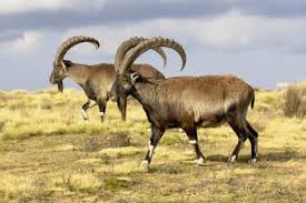 Ibex courtesy of Brilliant Ethiopia