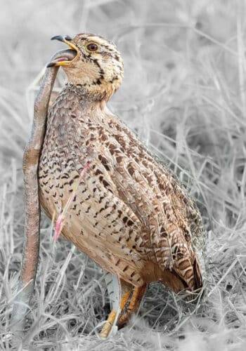 bird eating snake Tanzania