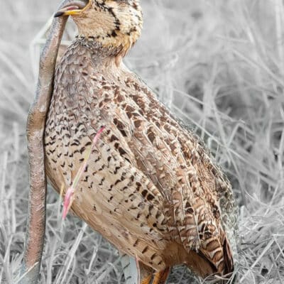 bird eating snake Tanzania