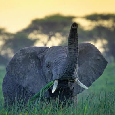 elephant Andre Tanzania in focus photographic safari collection