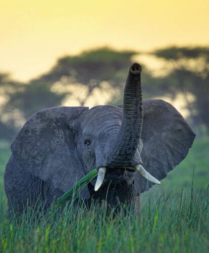 elephant Andre Tanzania in focus photographic safari collection
