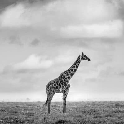 Andre Tanzania in focus photographic safari collection