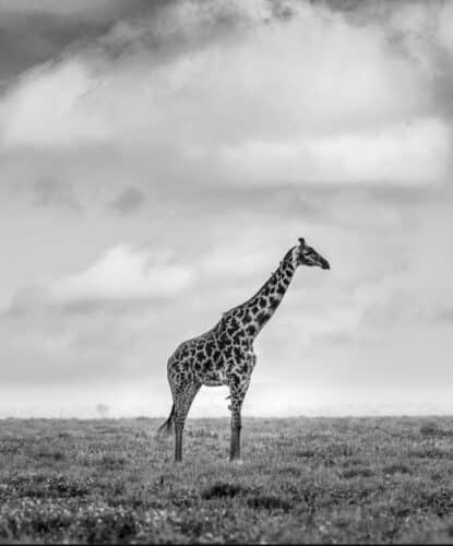 Andre Tanzania in focus photographic safari collection