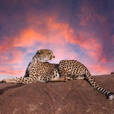 cheetah sunset on kopje Andre Tanzania in focus photographic safari collection