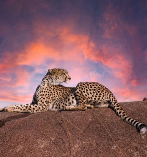 cheetah sunset on kopje Andre Tanzania in focus photographic safari collection