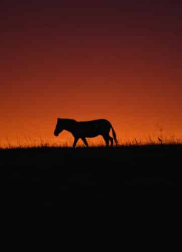 zebra sunset Andre Tanzania in focus photographic safari collection