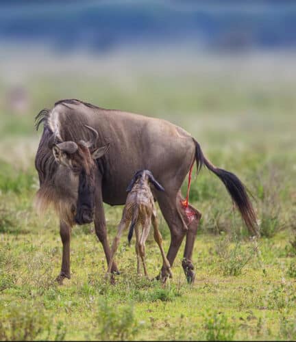 wildebeest birth Andre Tanzania in focus photographic safari collection