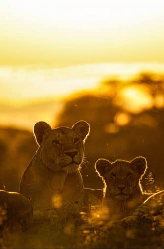 lions sunset Andre Tanzania in focus photographic safari collection