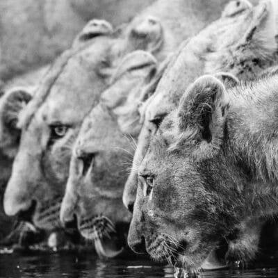 Andre Tanzania in focus photographic safari collection