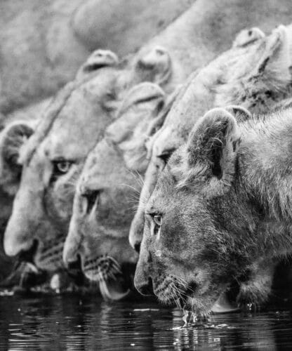 Andre Tanzania in focus photographic safari collection