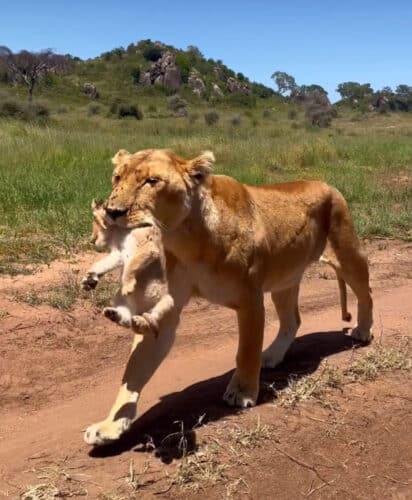 lioness moving cub Andre Tanzania in focus photographic safari collection