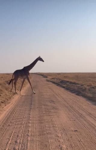 giraffe crossing dirt road Andre Tanzania in focus photographic safari collection
