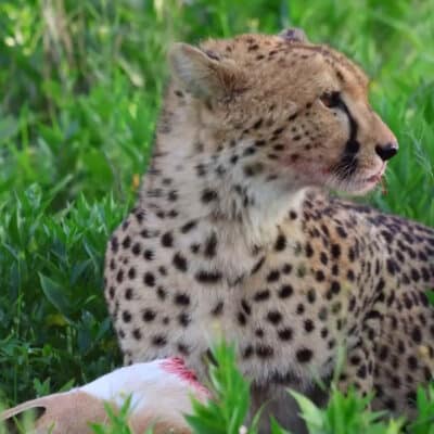 cheetah kill Andre Tanzania in focus photographic safari collection
