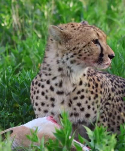 cheetah kill Andre Tanzania in focus photographic safari collection