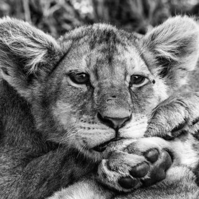 Andre Tanzania in focus photographic safari collection