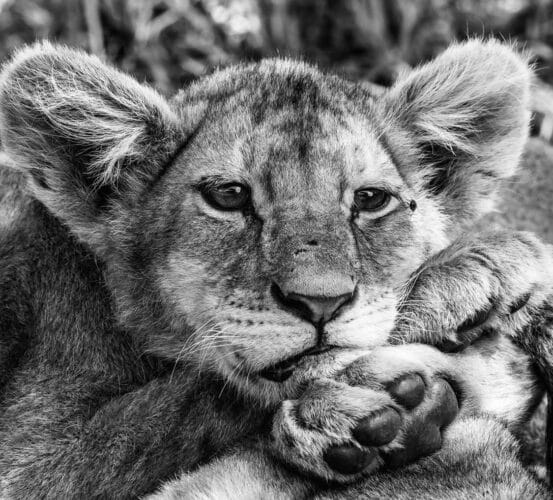 Andre Tanzania in focus photographic safari collection