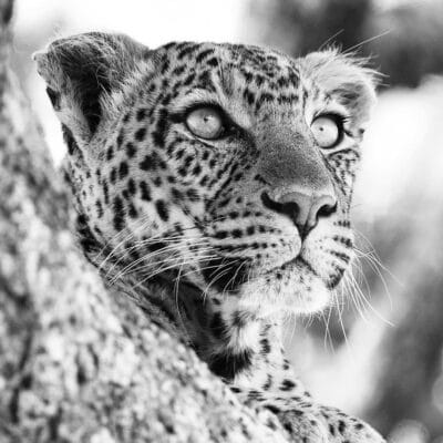 Andre Tanzania in focus photographic safari collection