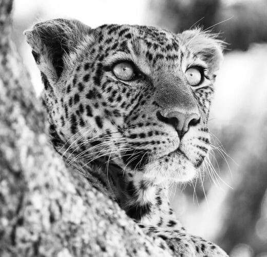 Andre Tanzania in focus photographic safari collection