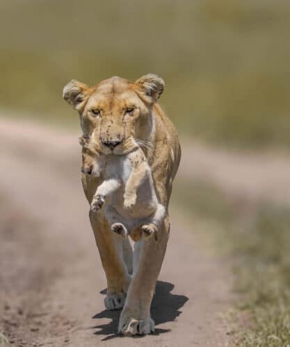Andre Tanzania in focus photographic safari collection