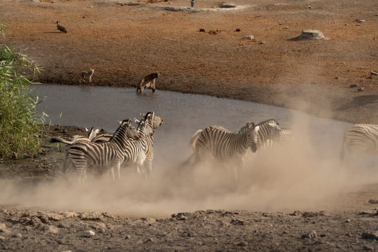 Namibia photographic safari ultimate safaris image
