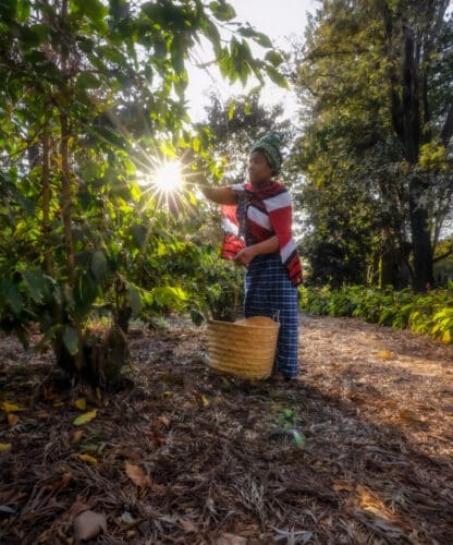 Arusha coffee bean picking elewana