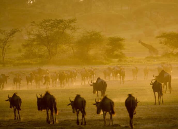 Andrea nasikia photo guide Tanzania in focus migration dusk