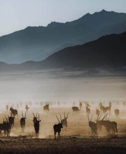 Namibia photographic safari ultimate safaris image
