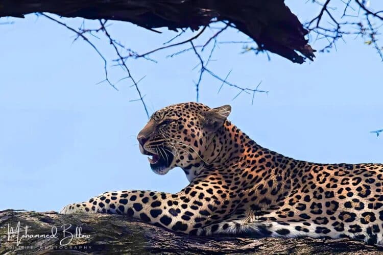 Mohammed Billow Kenya guide Kenya in focus leopard tree shot