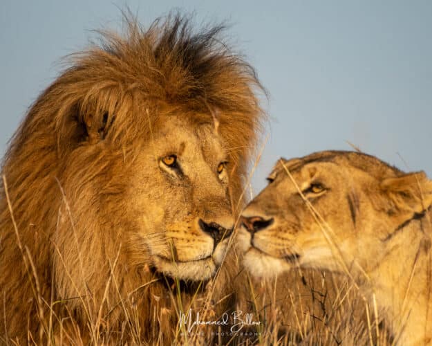 Mohammed Billow Kenya guide Kenya in focus lions sunset