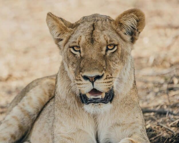 Dennis King Mpofu Big Dee Wild Photography Zimbabwe photographic safari