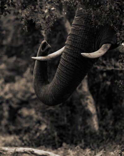 Dennis King Mpofu Big Dee Wild Photography Zimbabwe photographic safari