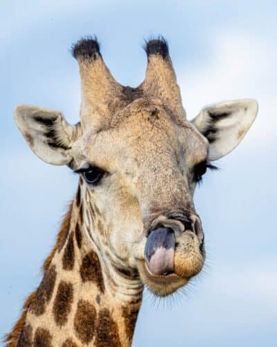 Dennis King Mpofu Big Dee Wild Photography Zimbabwe photographic safari