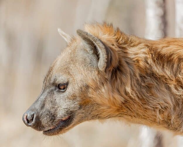 Dennis King Mpofu Big Dee Wild Photography Zimbabwe photographic safari