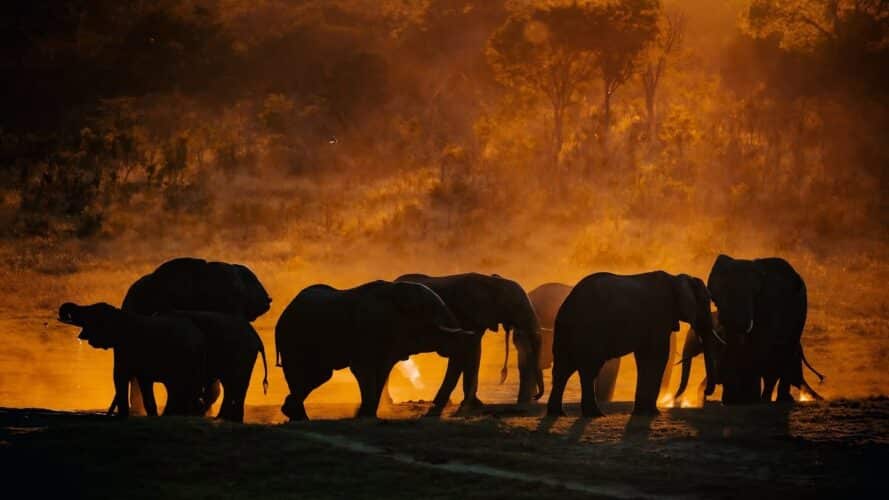 Dennis King Mpofu Big Dee Wild Photography Zimbabwe photographic safari