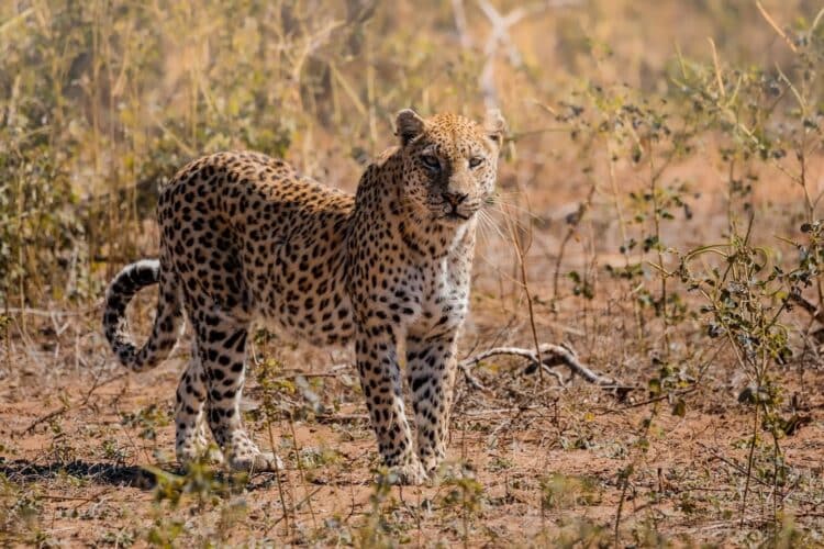 Dennis King Mpofu Big Dee Wild Photography Zimbabwe photographic safari