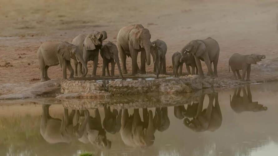 Dennis King Mpofu Big Dee Wild Photography Zimbabwe photographic safari