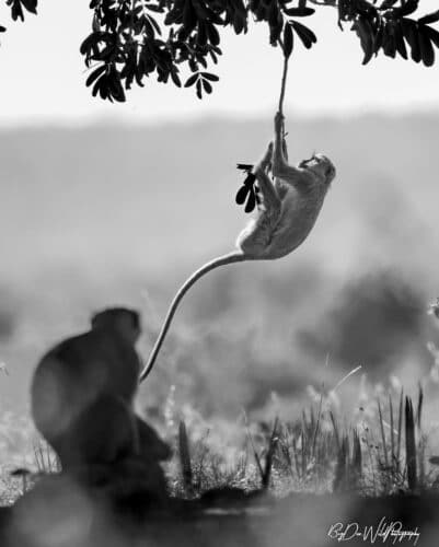 Dennis King Mpofu Big Dee Wild Photography Zimbabwe photographic safari